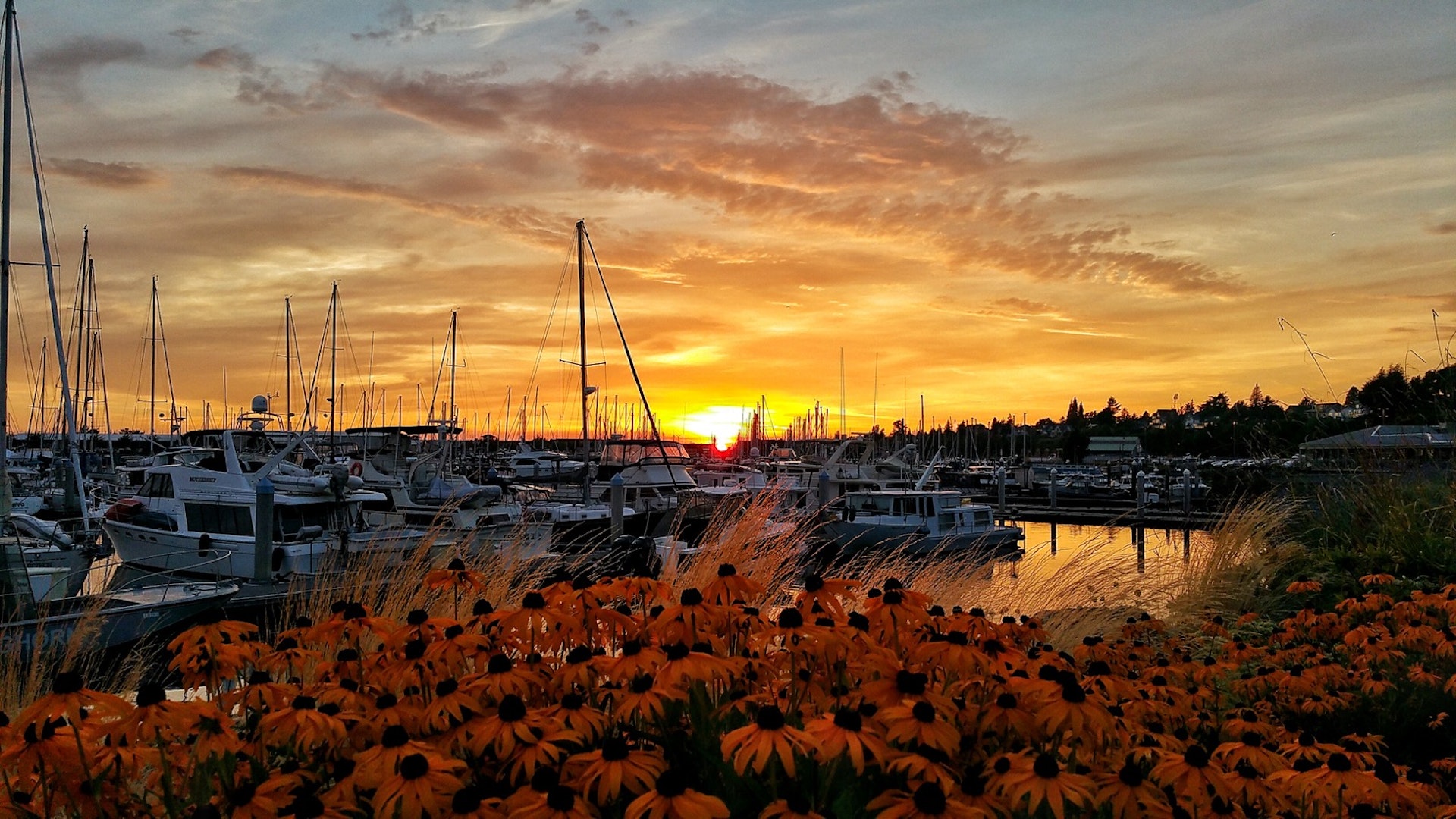 Late summer sunset over the Marina in Bellingham Washington, with lots of boats docked and a flowering bush in the foreground
